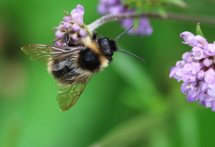 Hymenoptera_Bombus barbutellus-1