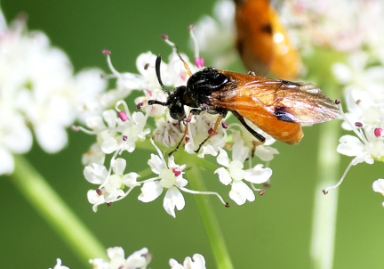 Hymenoptera_Arge cyanocrocea