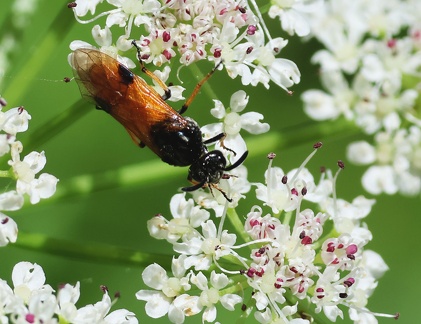 Hymenoptera_Arge cyanocrocea-1