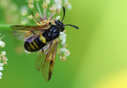 Hymenoptera_Arge rustica