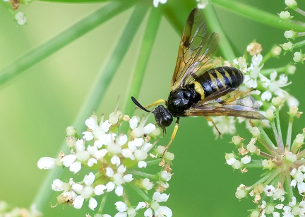 Hymenoptera_Arge rustica-1