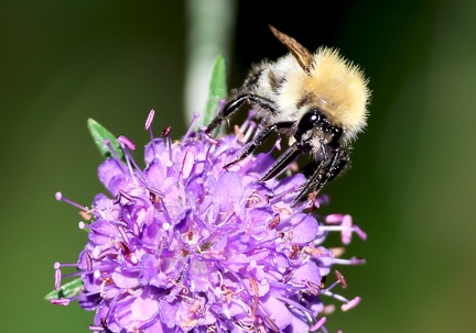 Hymenoptera_Bombus pascuorum