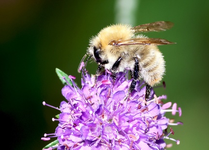 Hymenoptera_Bombus pascuorum-1