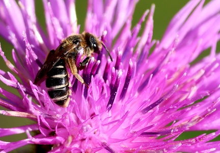 Hymenoptera_Lasioglossum zonulum