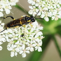 Macrophya montana-5