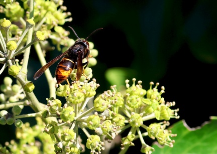 Hymenoptera_Vespa velutina-2