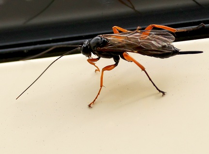 Hymenoptera_Pimpla rufipes