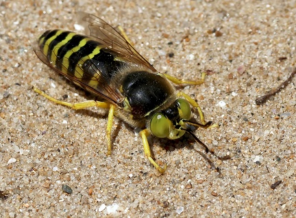 Hymenoptera_Bembix rostrata-1