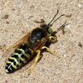 Hymenoptera_Bembix rostrata