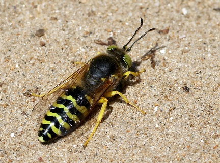 Hymenoptera_Bembix rostrata