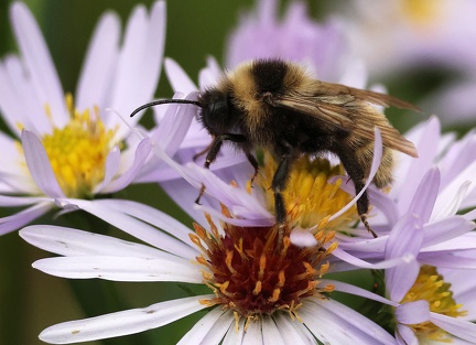 Hymenoptera_Bombus campestris-1