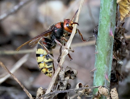 Hymenoptera_Vespa crabro-1