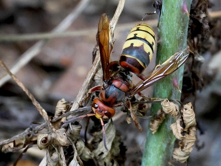 Hymenoptera_Vespa crabro-2