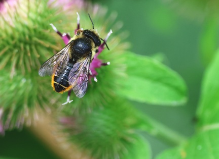 Hymenoptera_Megachile analis-11