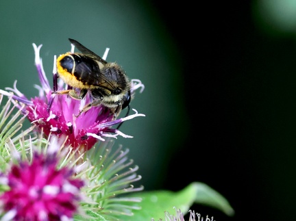 Hymenoptera_Megachile analis-13