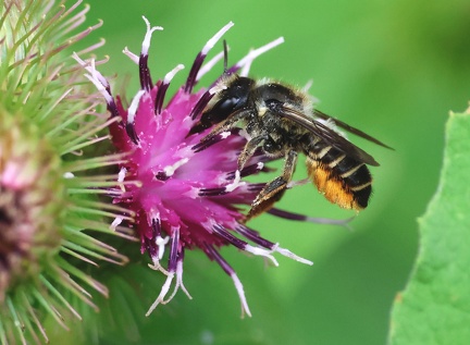 Hymenoptera_Megachile analis-14