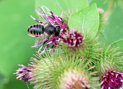 Hymenoptera_Megachile analis-15