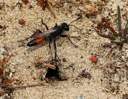  Hymenoptera_Podalonia hirsuta