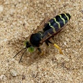 Hymenoptera_Bembix rostrata-3
