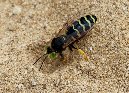 Hymenoptera_Bembix rostrata-3