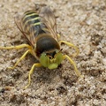 Hymenoptera_Bembix rostrata-2