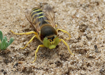 Hymenoptera_Bembix rostrata-2