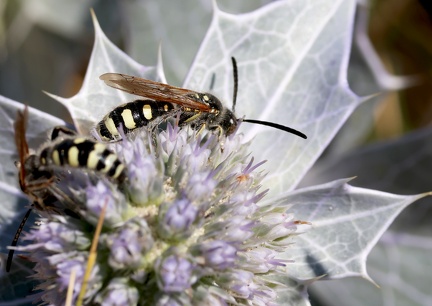 Hymenoptera_Bembix sp.
