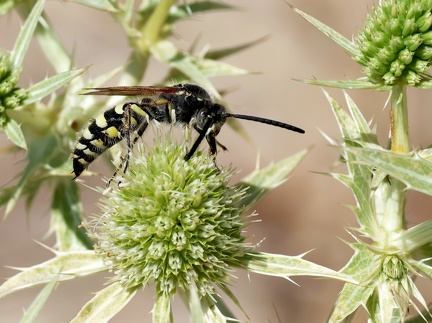 Hymenoptera_Bembix sp.-2