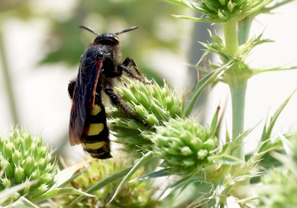 Hymenoptera_Colpa sexmaculata-1