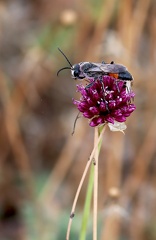  Hymenoptera_Podalonia hirsuta