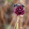  Hymenoptera_Podalonia hirsuta