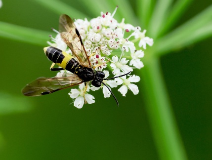 Hymenoptera_Tenthredo temula-3