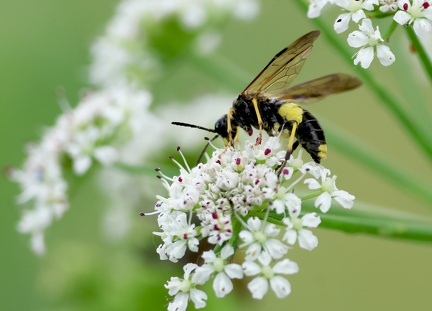 Hymenoptera_Tenthredo temula-31