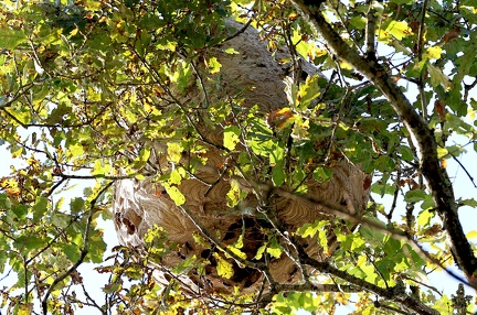 Hymenoptera_Vespa velutina-4