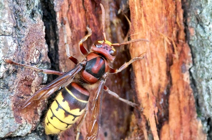 Hymenoptera_Vespa crabro