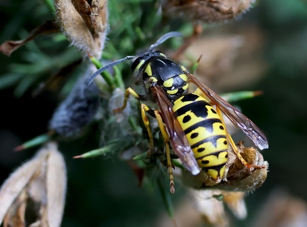 Hymenoptera_Vespula germanica