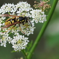 Hymenoptera_Vespula germanica-1