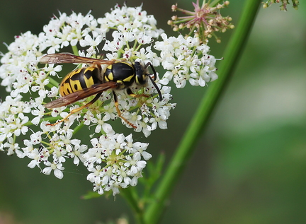 Hymenoptera_Vespula germanica-1