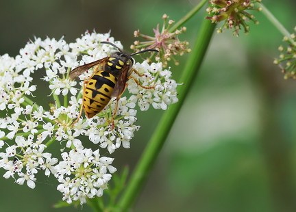 Hymenoptera_Vespula germanica-11