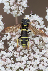 Hymenoptera_Tenthredo-10