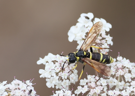 Hymenoptera_Tenthredo-11