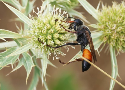 Hymenoptera_Podalonia hirsuta-1