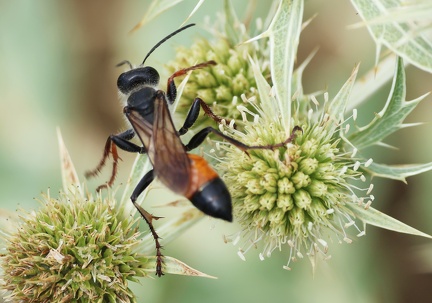 Hymenoptera_Podalonia hirsuta-12