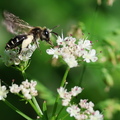 Andrena sp.