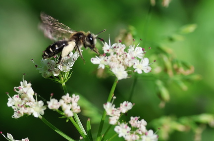 Andrena sp.