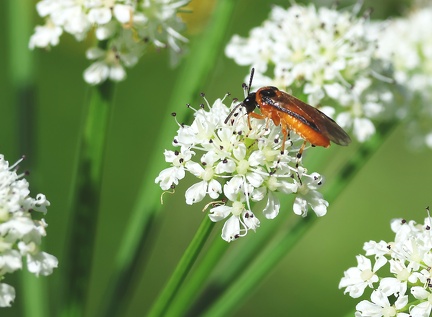 Hymenoptera_Arge ochropus-1