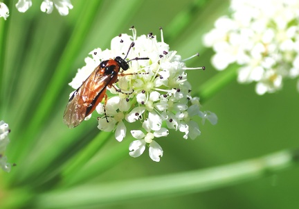 Hymenoptera_Arge ochropus-2