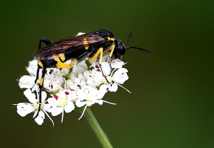 Hymenoptera_Macrophya montana-1