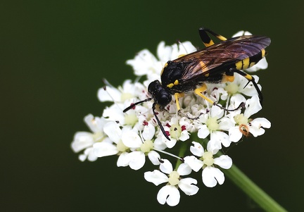 Hymenoptera_Macrophya montana 