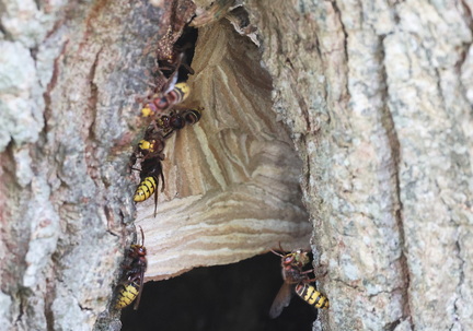 Hymenoptera_Vespa crabro--4